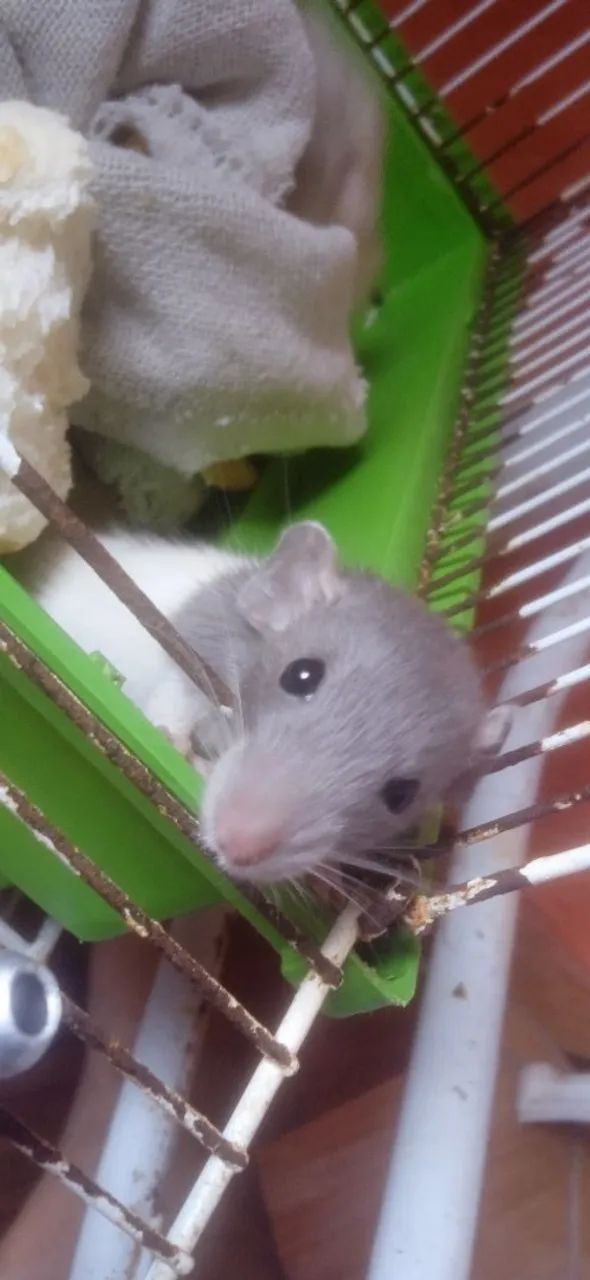 Rato Twister/Dumbo - Foto 4