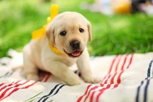 Belos filhotes de labrador  - Foto 3