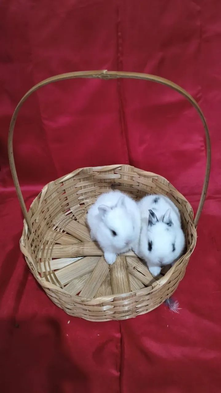 Vende-se mini coelhos anão raça Netherlands