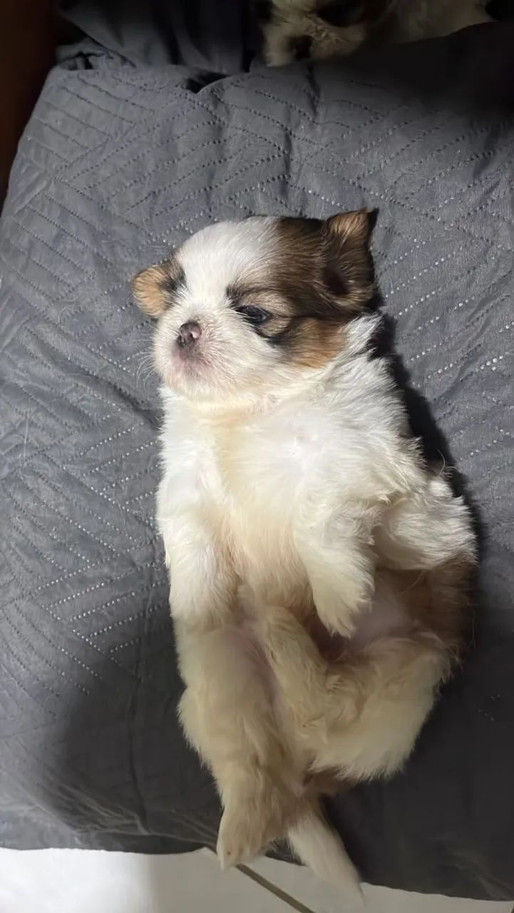 Shih Tzu - Foto 3