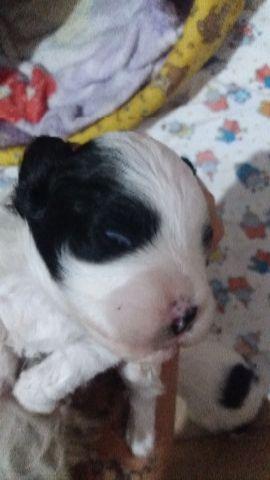 Filhote mostura de shitzu com poodle ambos de raça