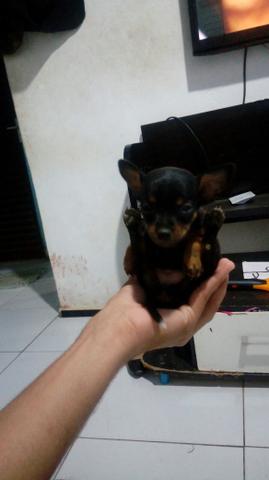 Vendo esses lindos filhotes de pincher zero