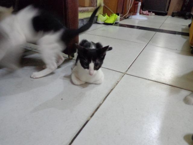 Doação Gato filhotes saudáveis - Foto 4