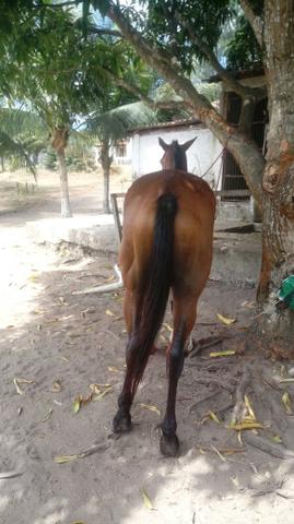 Cavalo professor na esteira - Foto 2