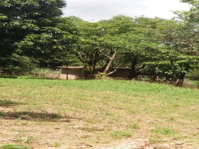 Chácara à venda com 3 dormitórios em Zona rural, Cezarina cod:em527 - Foto 4