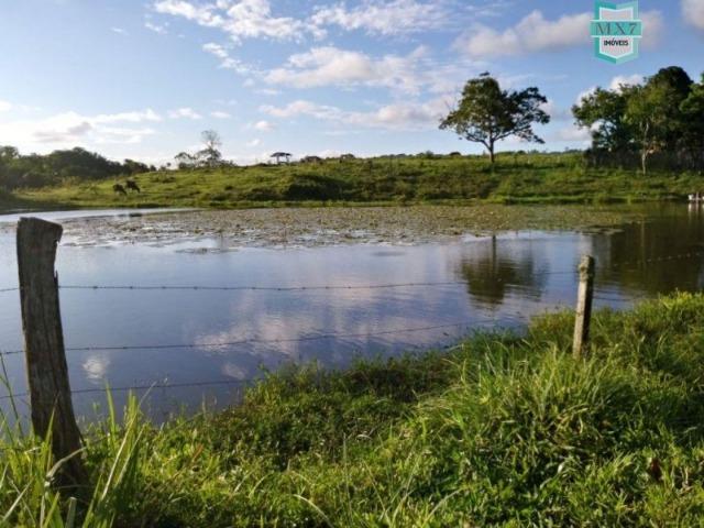 Fazenda plana, completa com 564 Hectares. Produção de Cacau e gado - Foto 13