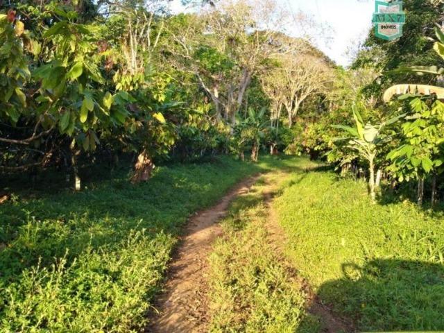 Fazenda plana, completa com 564 Hectares. Produção de Cacau e gado - Foto 20