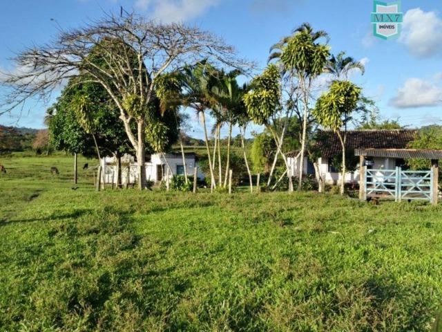 Fazenda plana, completa com 564 Hectares. Produção de Cacau e gado - Foto 7
