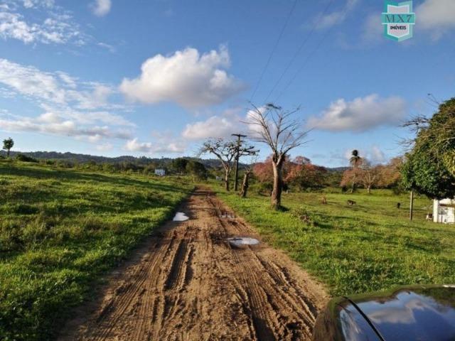 Fazenda plana, completa com 564 Hectares. Produção de Cacau e gado - Foto 15