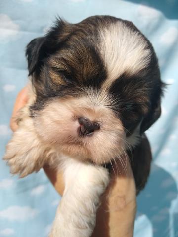 Shitzu minizinho em 12 x