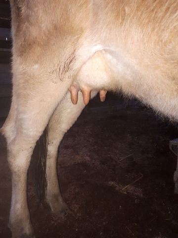 Vaca mansa com bezerro - Foto 2