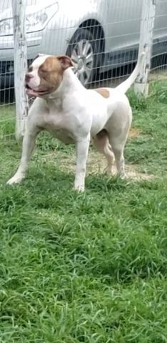 Bulldog americano - Foto 3