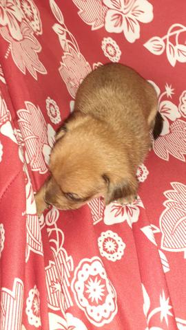 Vendo um filhote de pinscher - Foto 2