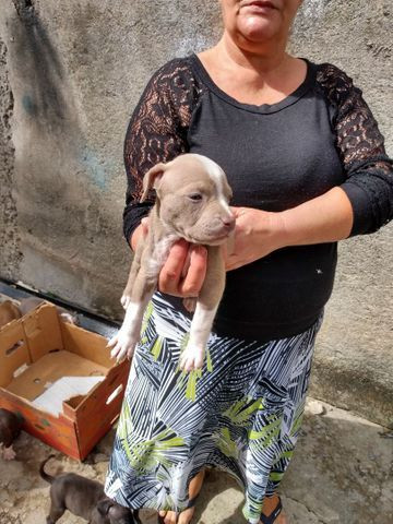 Lindos filhotes de Pit Bull 550 - Foto 5