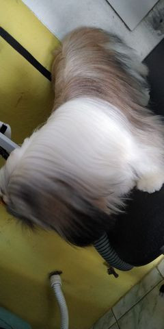 Procura-se namorada para Lhasa apso - Foto 3