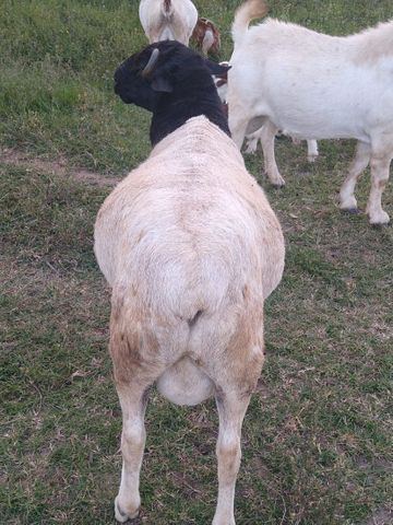 Carneiro dorper P.O - Foto 3