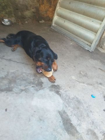 Cachorra a procura de namorado - Foto 2
