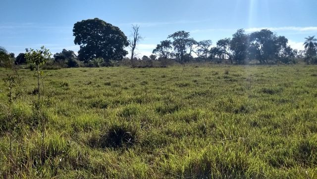 "Ótimo sítio 35 ha" - Sidrolândia MS, Brasil - Foto 7