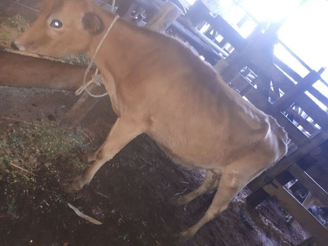 Vaca mansa com bezerro
