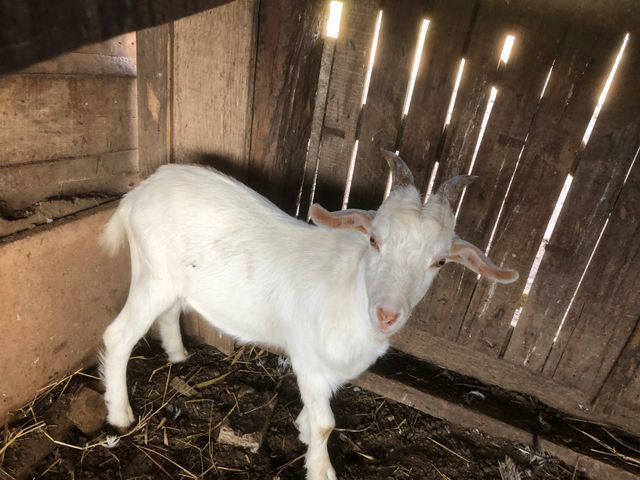 Cabrito