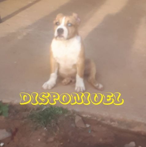American Bully