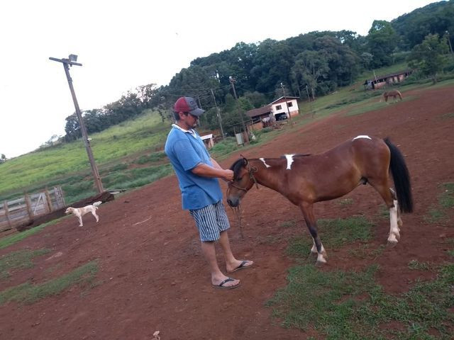 Vendo Pônei muito lindo e manso!!! - Foto 3