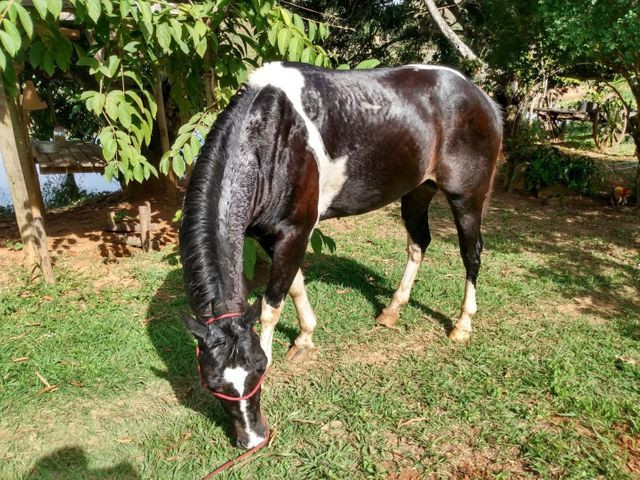 CAVALO PAINT HORSE (ACEITO TROCAS) - Foto 2