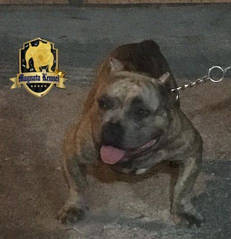 American bully micro - Foto 3