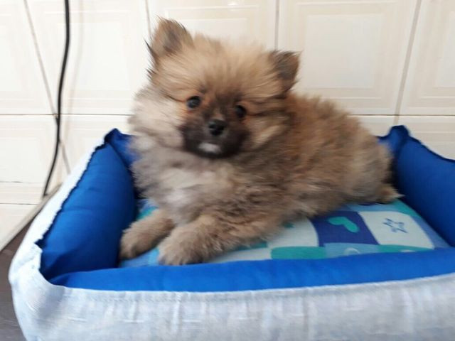 Oportunidade com Seguranca Spitz Alemão Babys