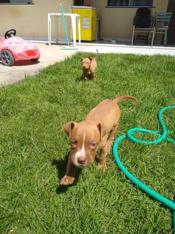 2 filhotes pitbull red nose