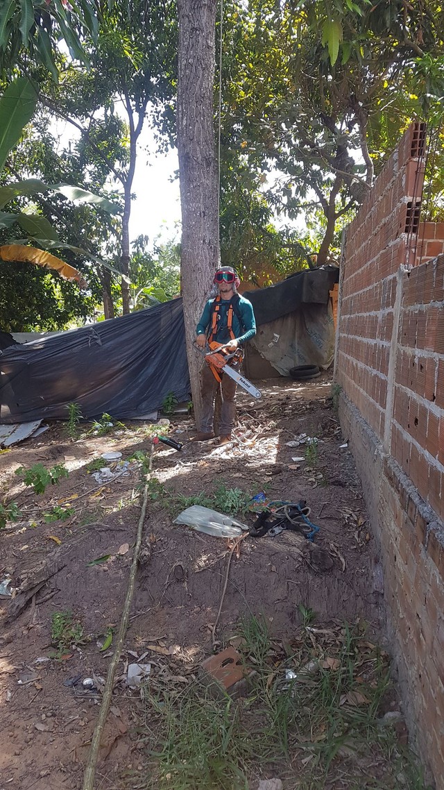 Poda de árvores limpeza de coqueiro e remoção de árvores  - Foto 5