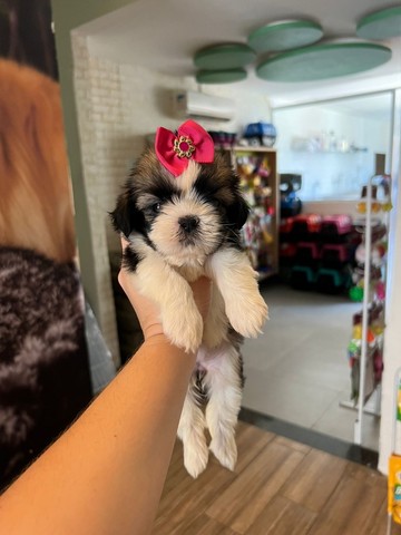 Linda bebê Shihtzu fêmea disponível 