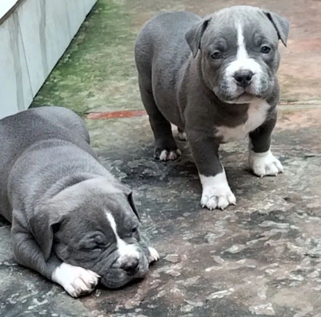 American Bully filhotes disponíveis.