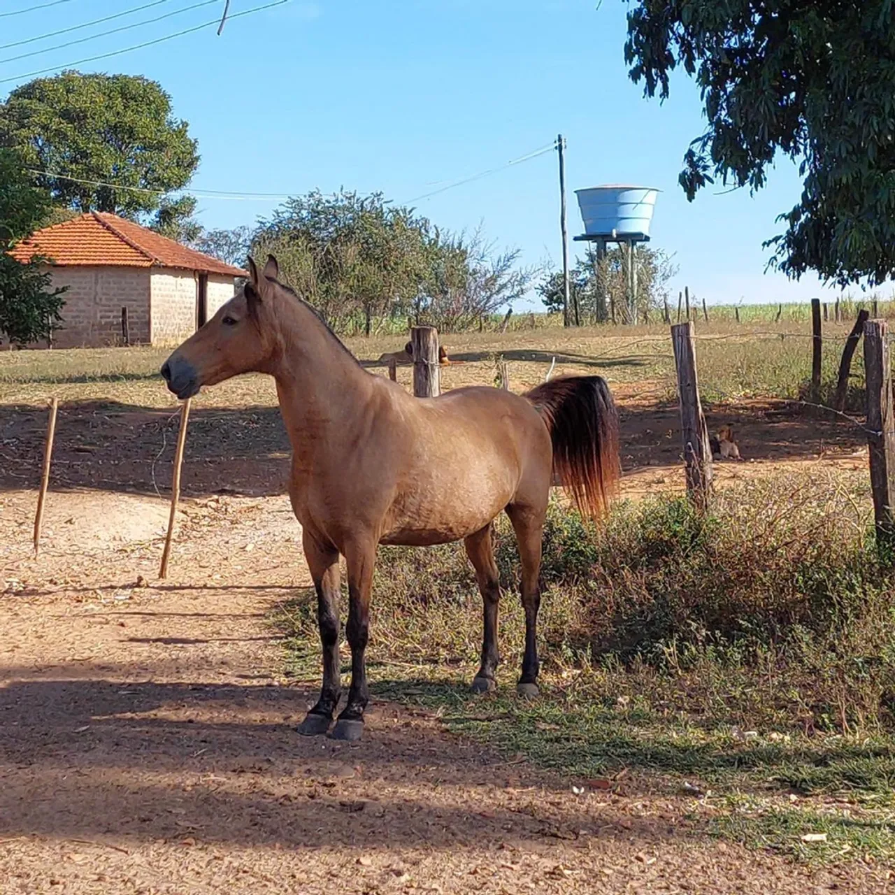 Cavalo Manga Larga