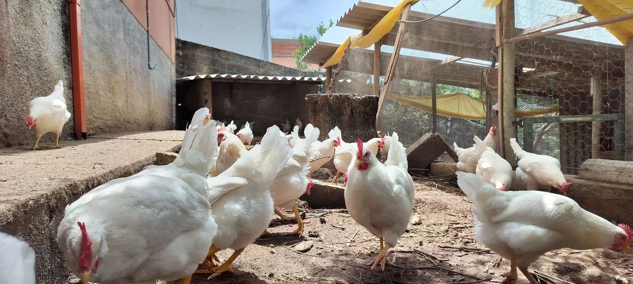 Frangas Poedeira Creme (Novogen Tinted) - Foto 2