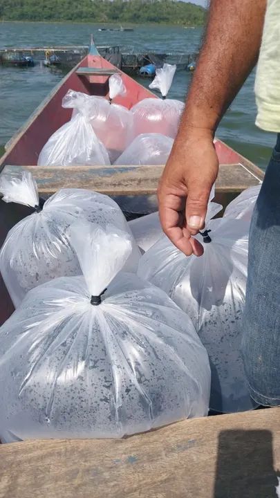 Oportunidade Criatório de Tilápias - Coruripe - Foto 4