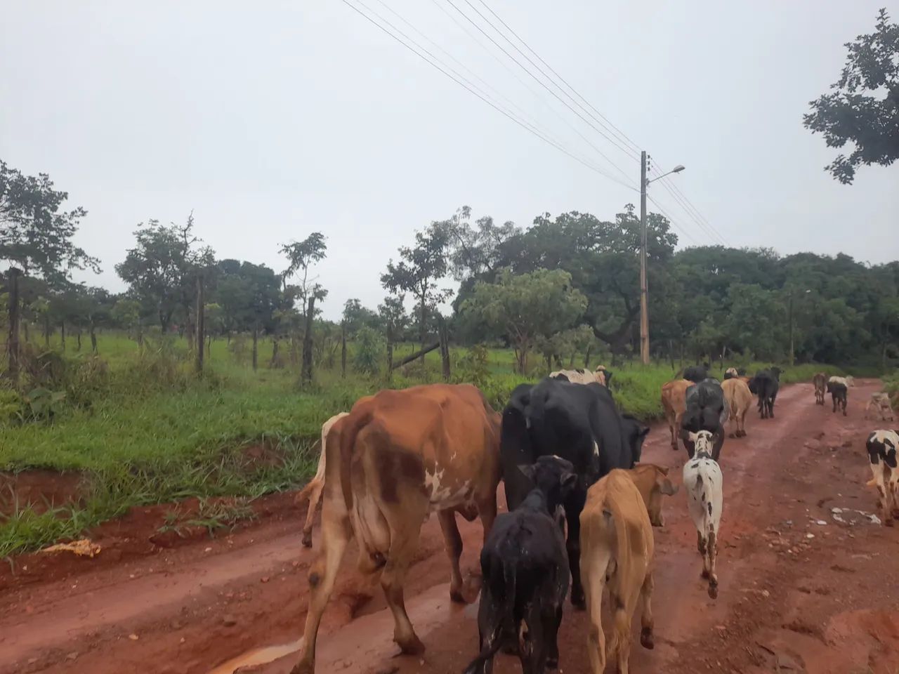  vende-se duas vacas formação Chama no WhatsApp - Foto 4