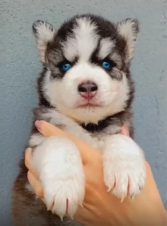 Os olhos mais lindos :: Husk. Com pedigre