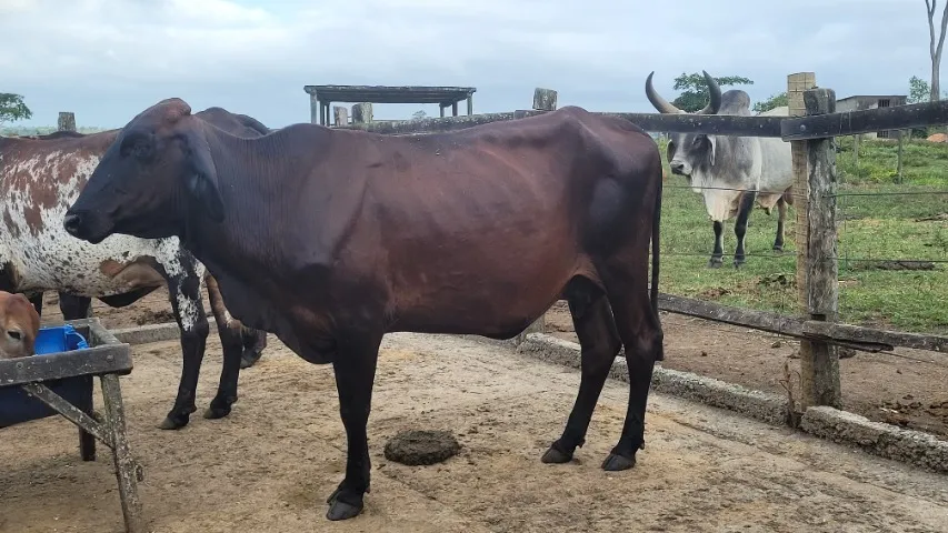 Vaca Leiteira - Prenha - 7 l