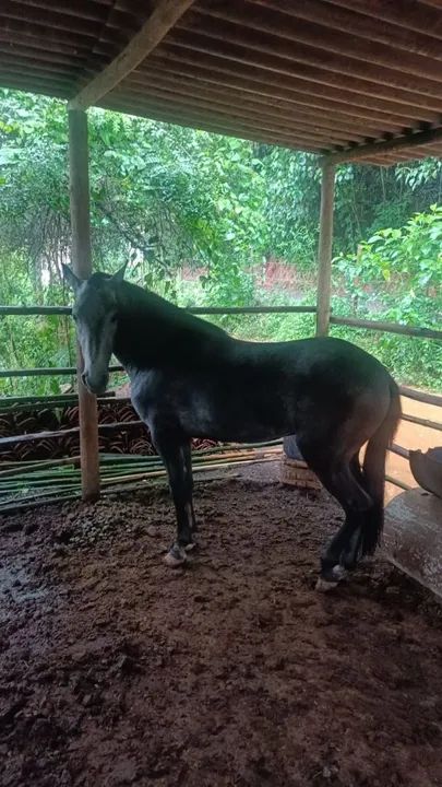 Vendo lindo potro marcha picada  - Foto 3