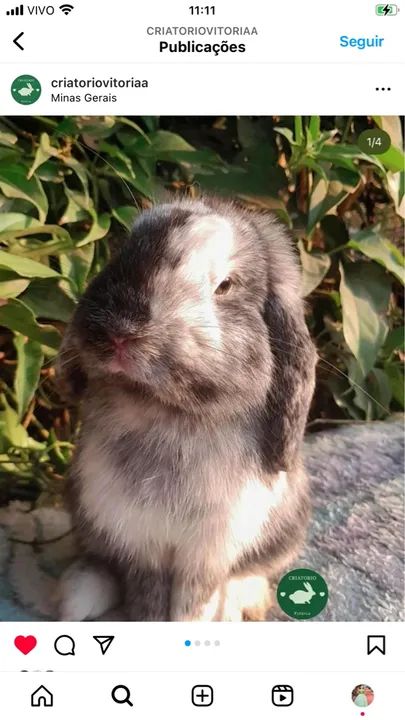 Plantel inteiro  - Foto 3