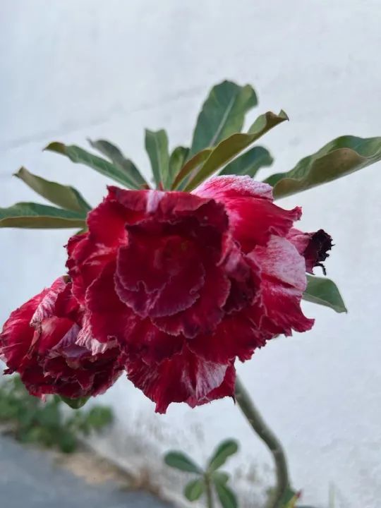 Rosa do deserto enxertada multipetalas  - Foto 4