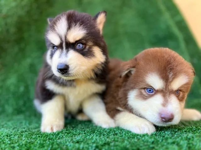 Husky siberiano energia e beleza do artico - Foto 2