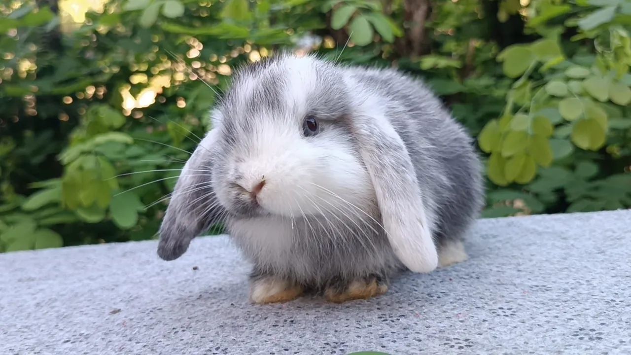 Coelho Mini lop Uruguaio 