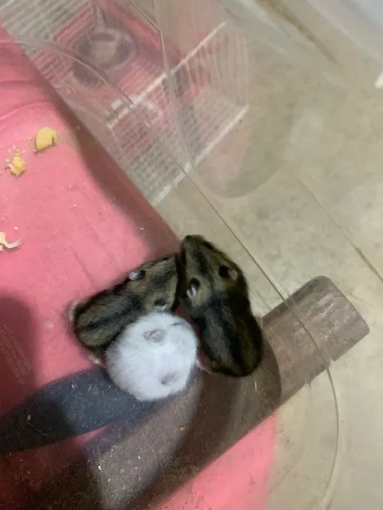 Venda Hamister russo filhote manso  - Foto 2