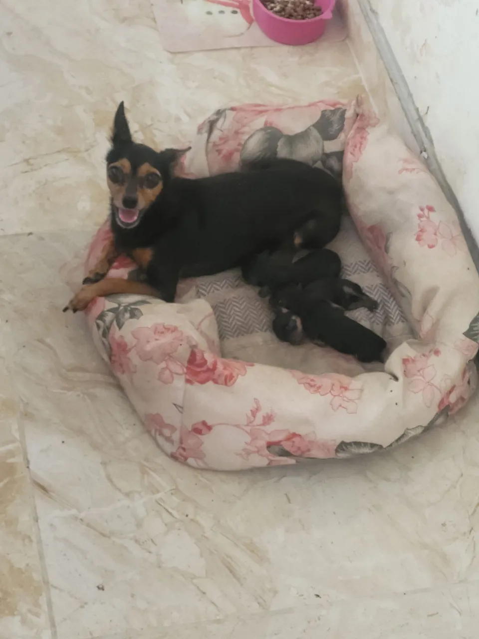 Filhotes de Pinscher número 1 puroro de pai e mãe fêmea 600 macho 500 Zapata *