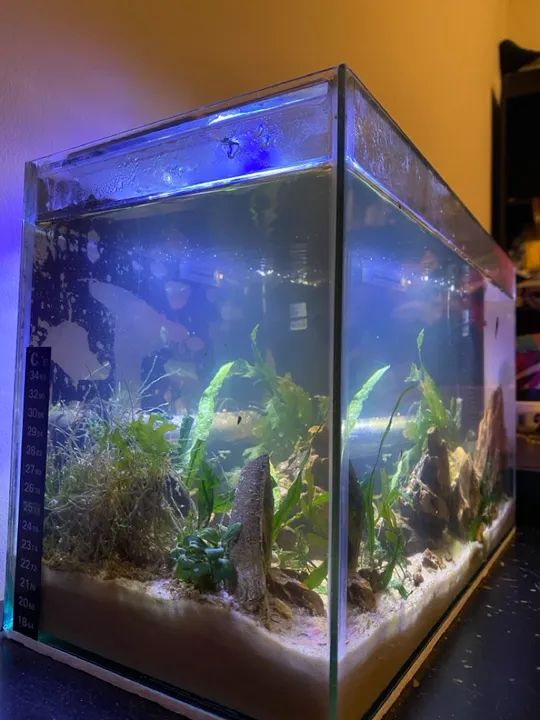 Aquário com Filtro e Iluminação - Foto 4