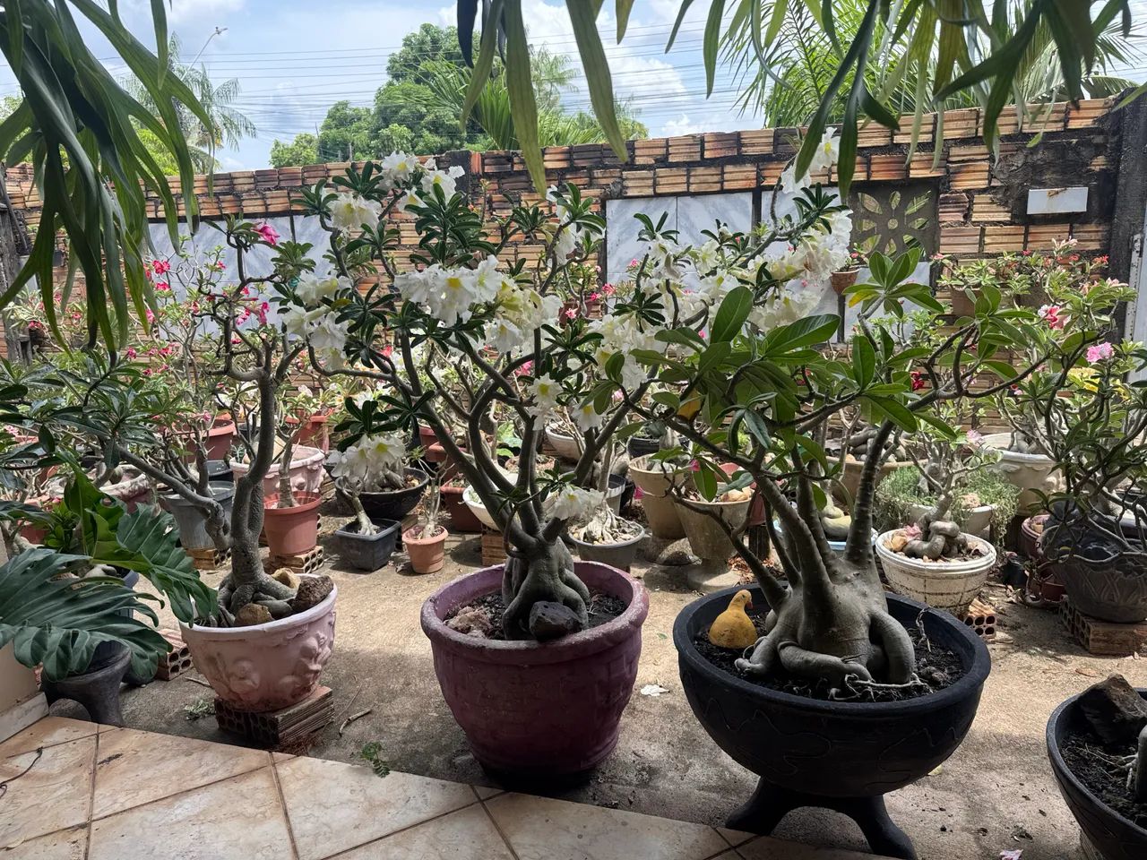 Plantas64294099085699124