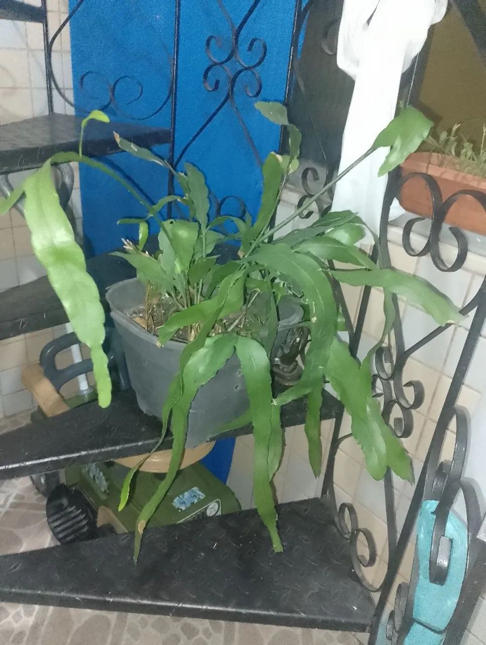 Planta Dama da noite  - Foto 5