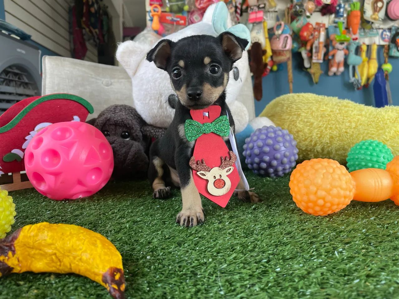 Pinscher macho $1.400,00